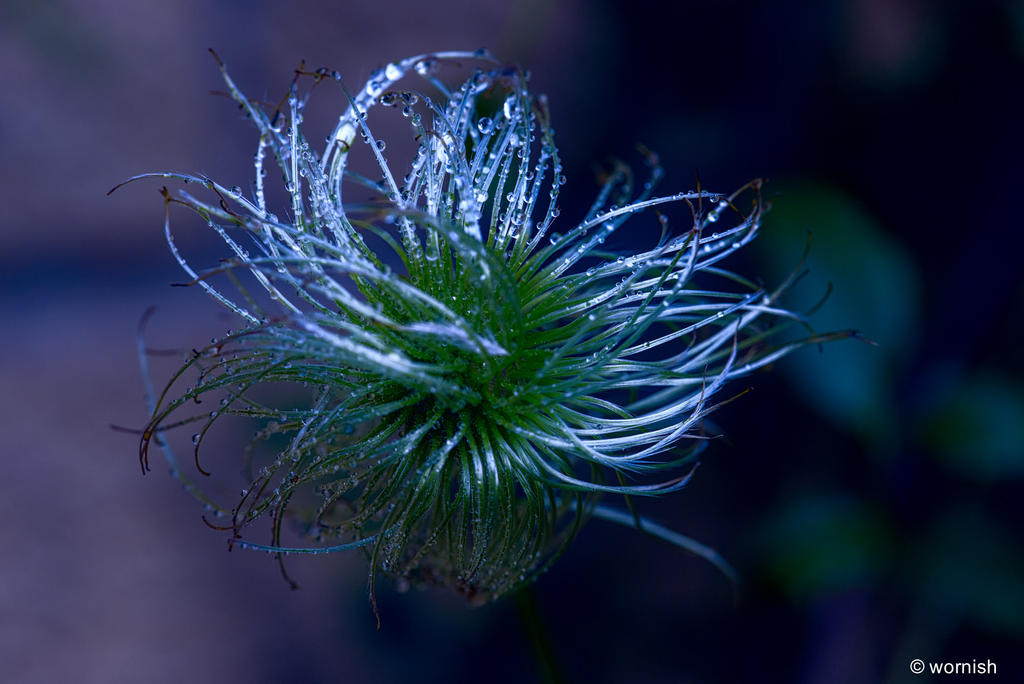 Clematis Finale.jpg