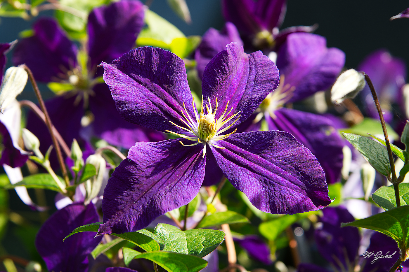 Clematis0728 sm.jpg