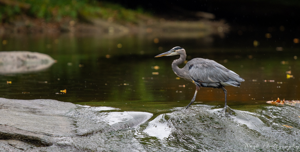 Taken at Olmsted Falls, Ohio