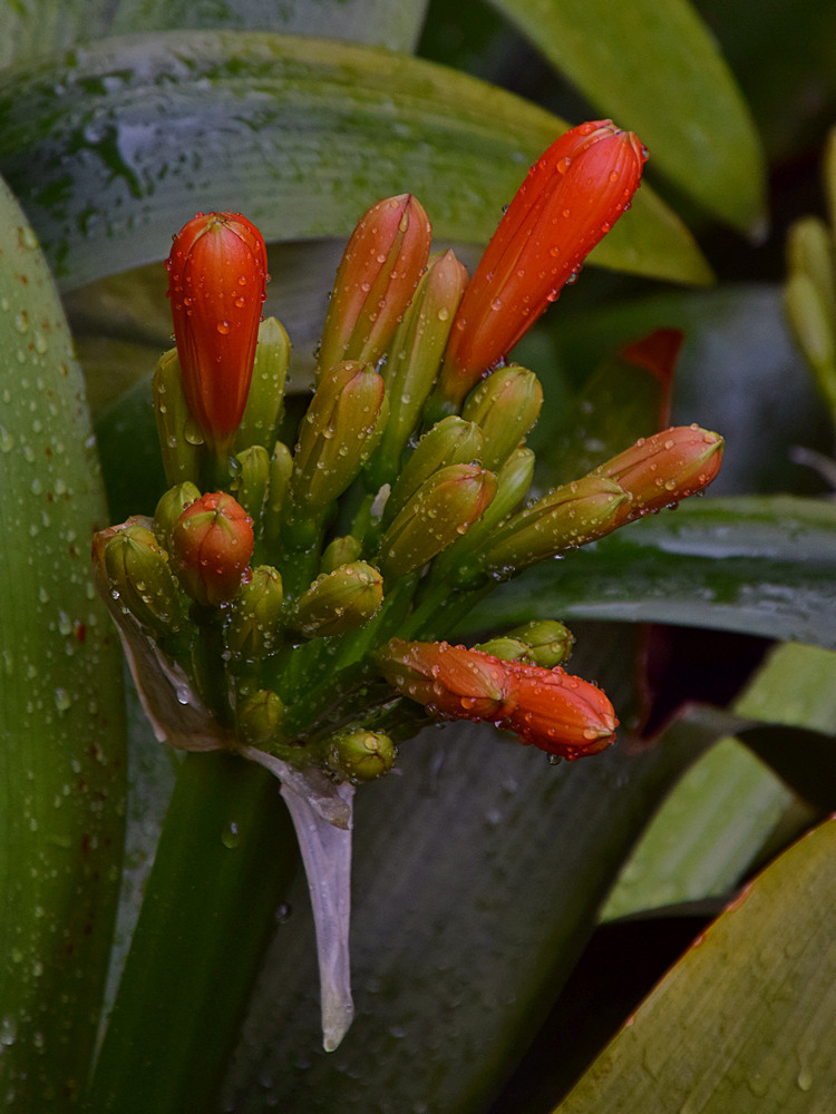 Clivia.jpg