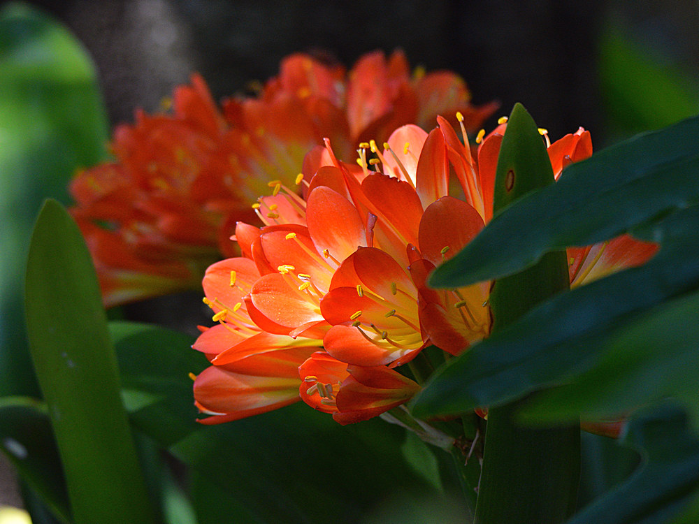 Clivia.jpg
