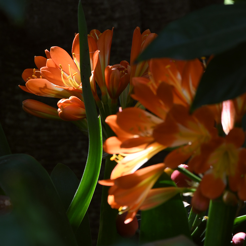 Clivia.jpg