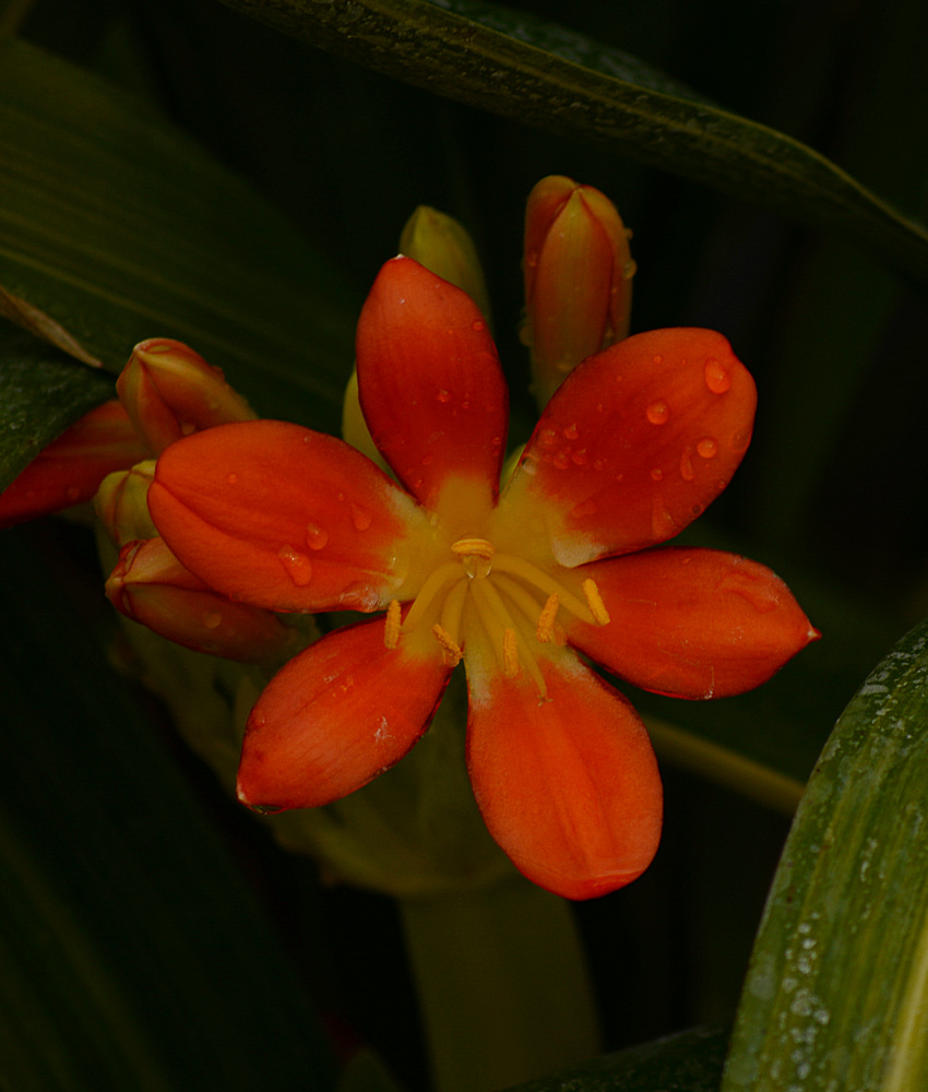 Clivia.jpg