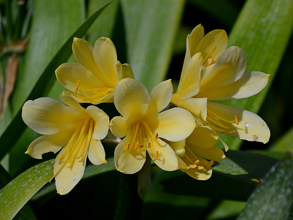 Clivia.jpg