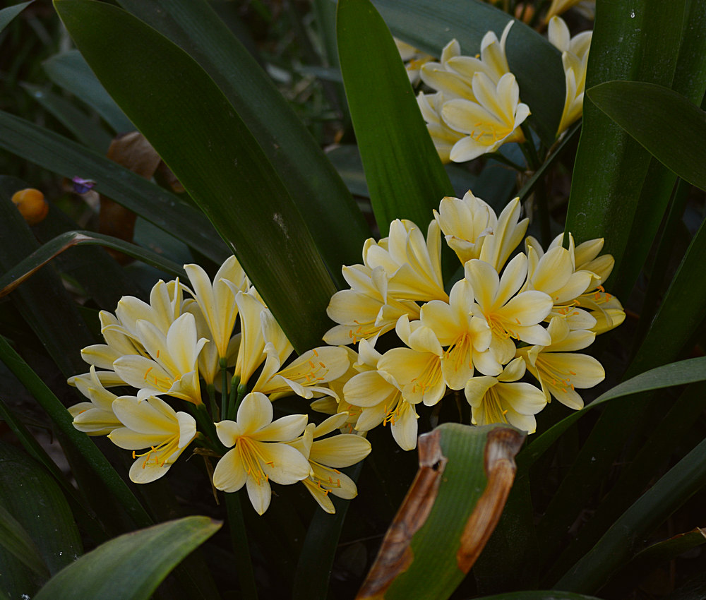 Clivia.jpg