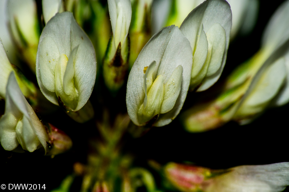 Close Clover (1 of 1).jpg