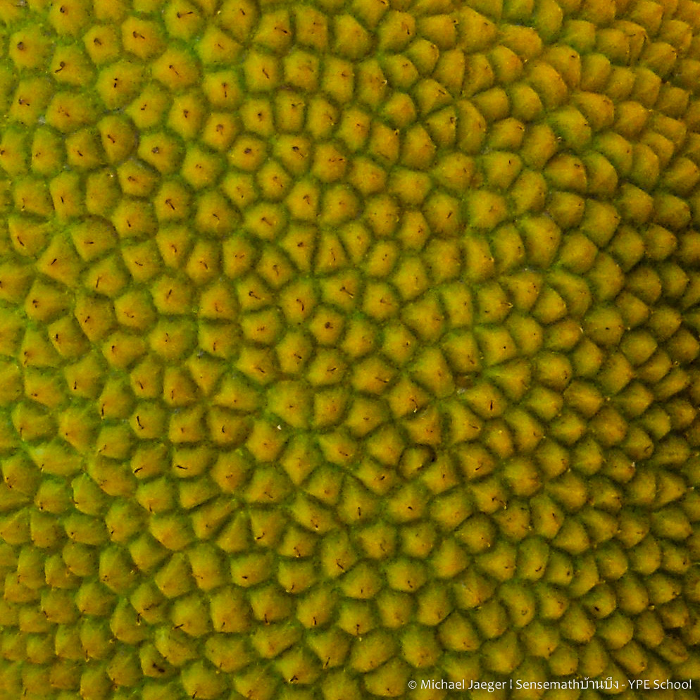 close-up coolpix-4.jpg