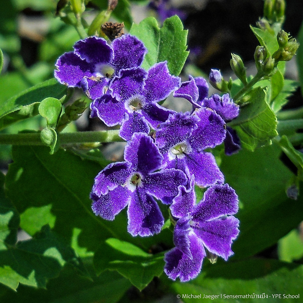 close-up coolpix flower-1.jpg