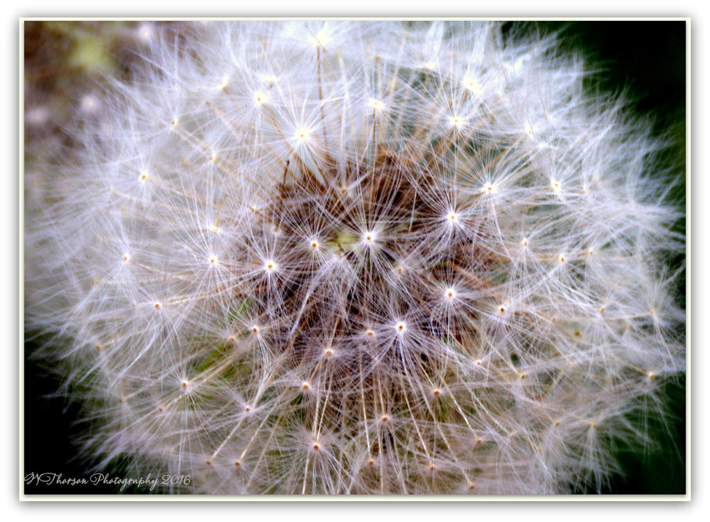 Close Up Dandelion 4-28-2016.jpg