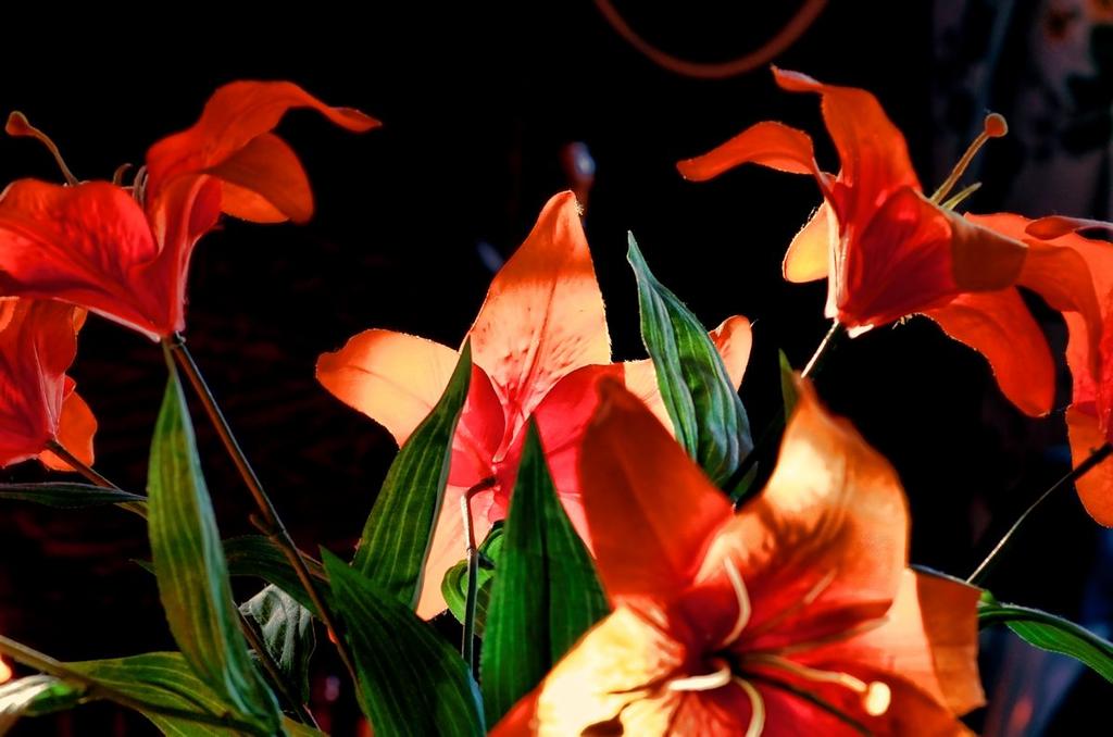 close up lilys 1200.jpg