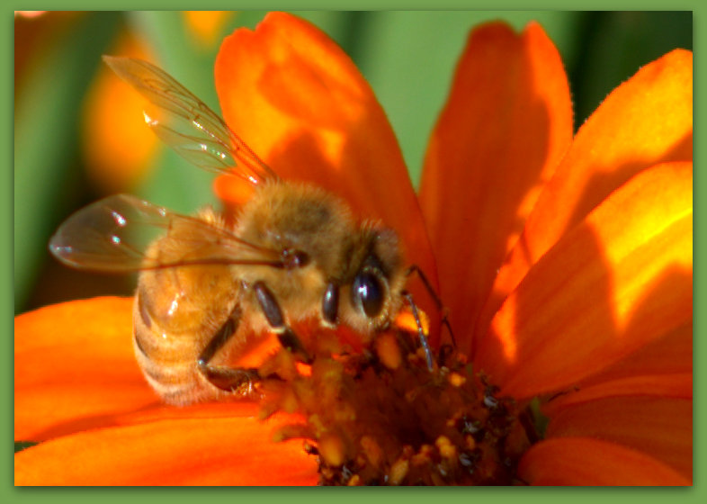 Close Up of a Bee.jpg