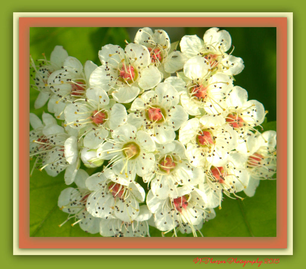 Close Up of a Clump of White Flowers.jpg