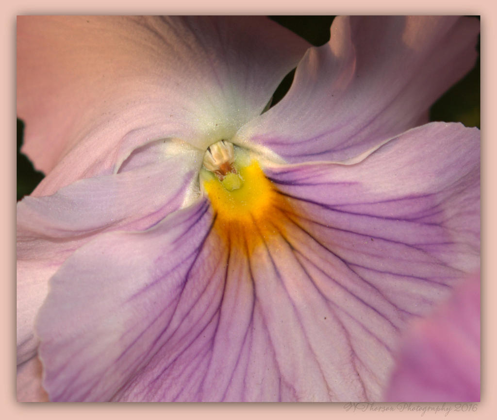 Close Up of a Purple Pansy 4-3-2016.jpg