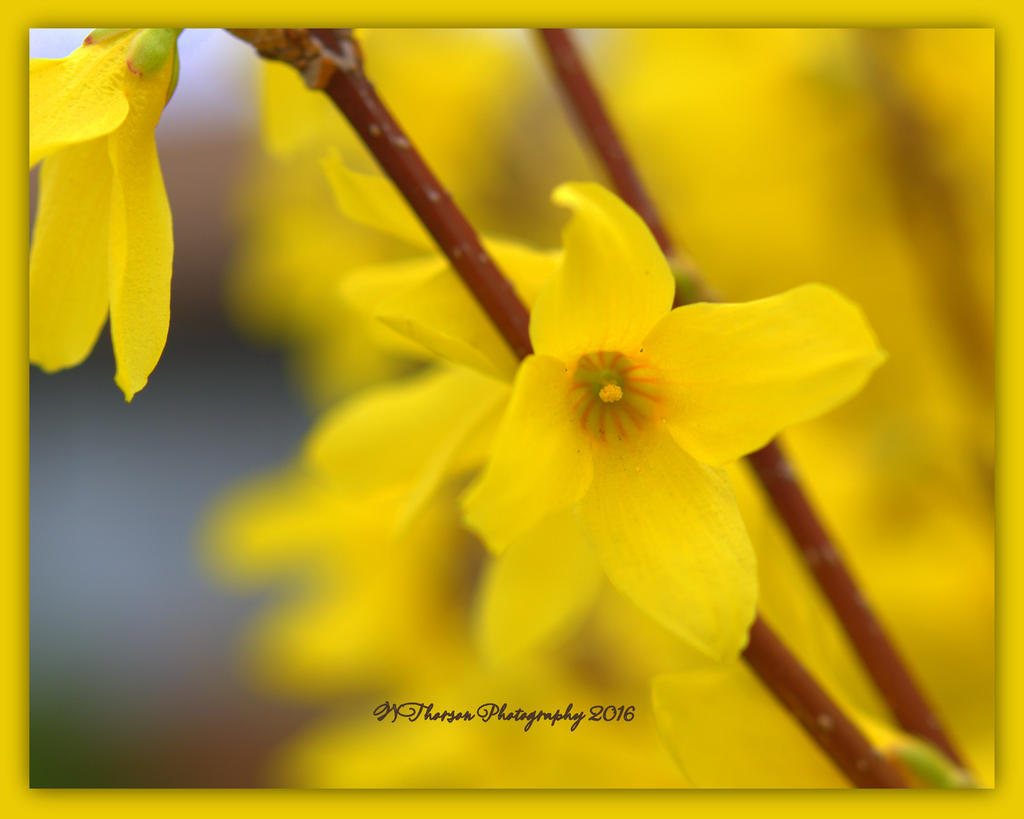 Close Up of a Yellow Flowering Bush  3-21-2016.jpg