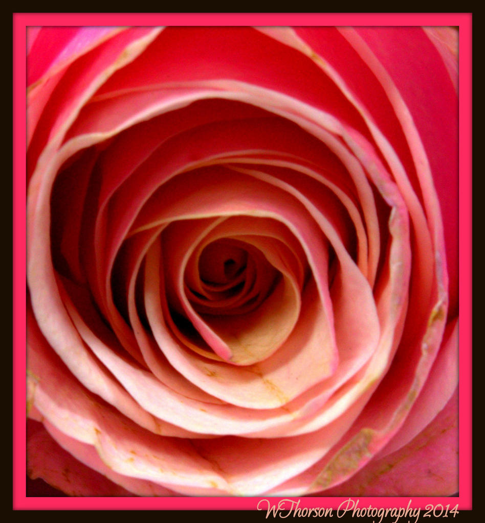 Close Up Rose.jpg