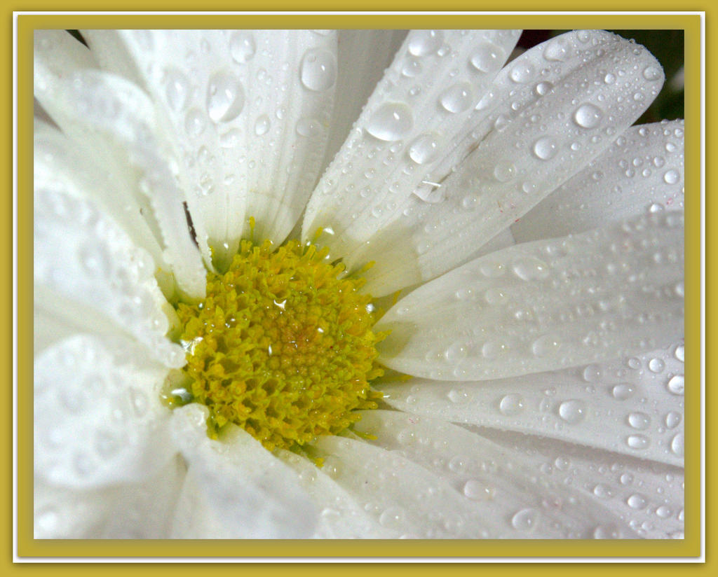 Close Up White Daisy.jpg