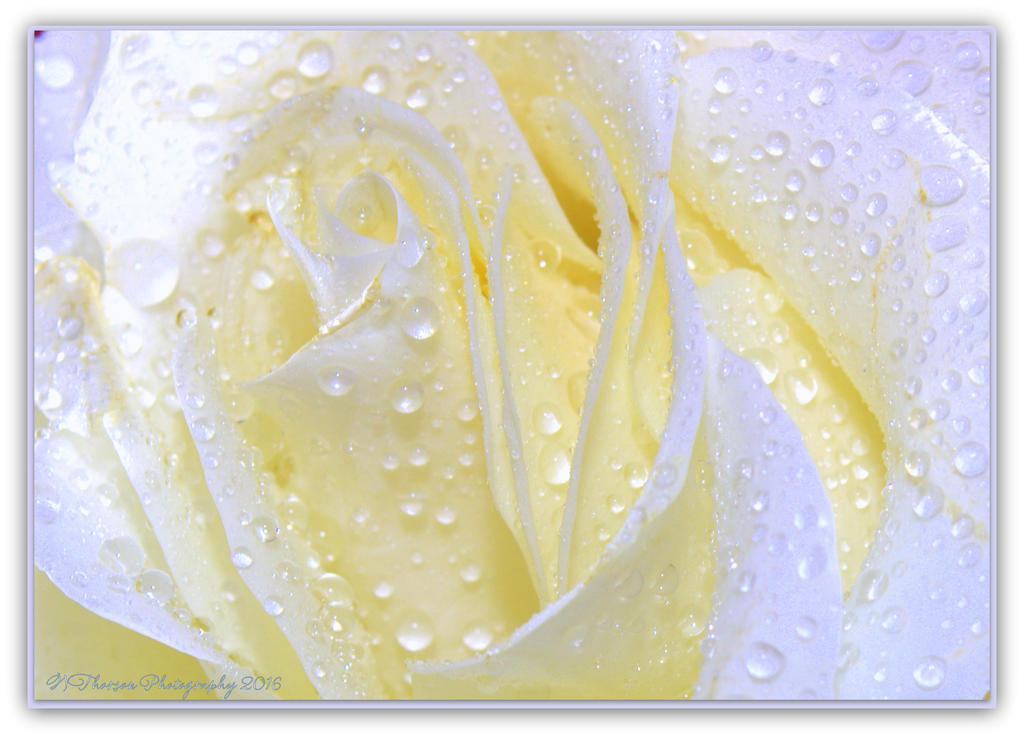 Close Up White Rose 5-8-2016.jpg