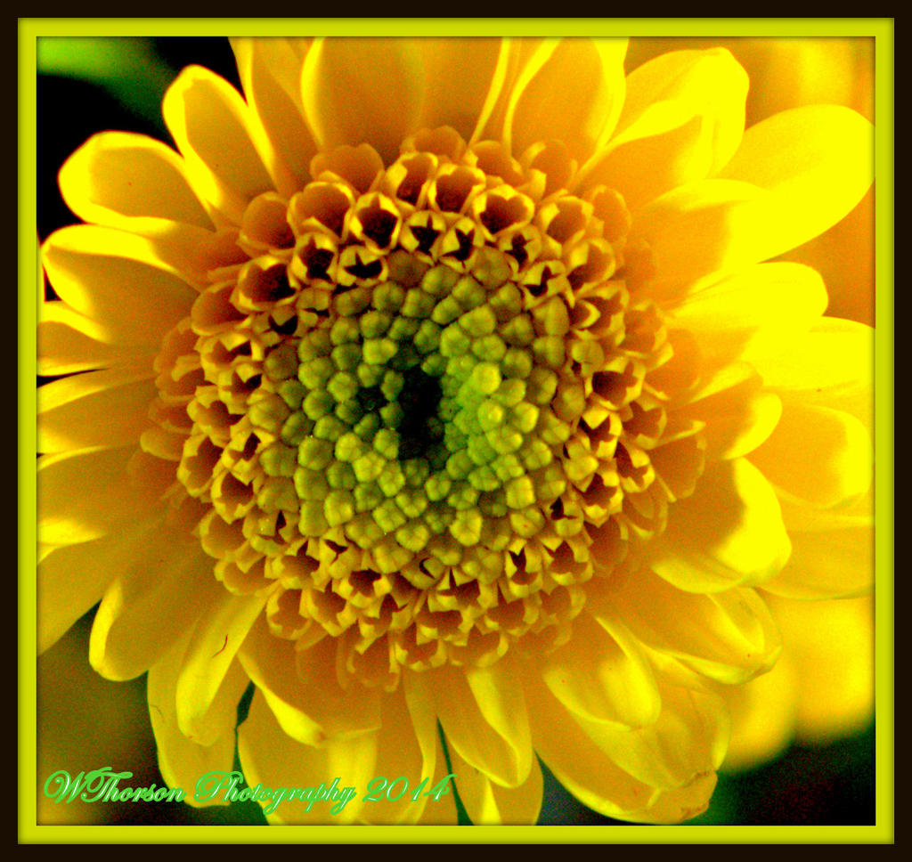 Close Up Yellow Flower.jpg