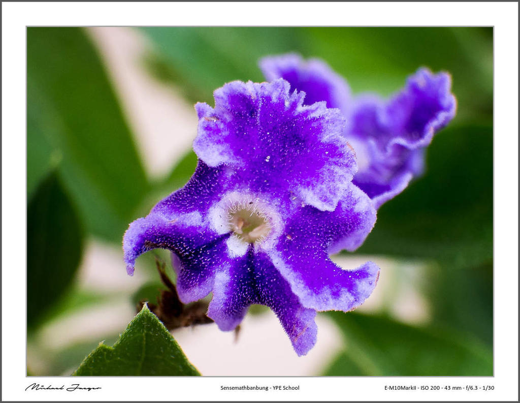 close-ups3-2.jpg