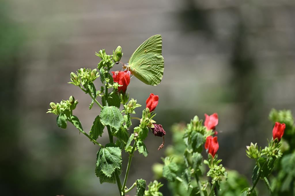 Cloudless Sulphur Butterfly - Z50.jpg