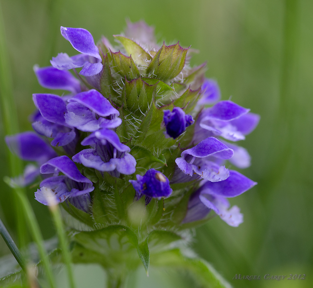 clover flower.jpg