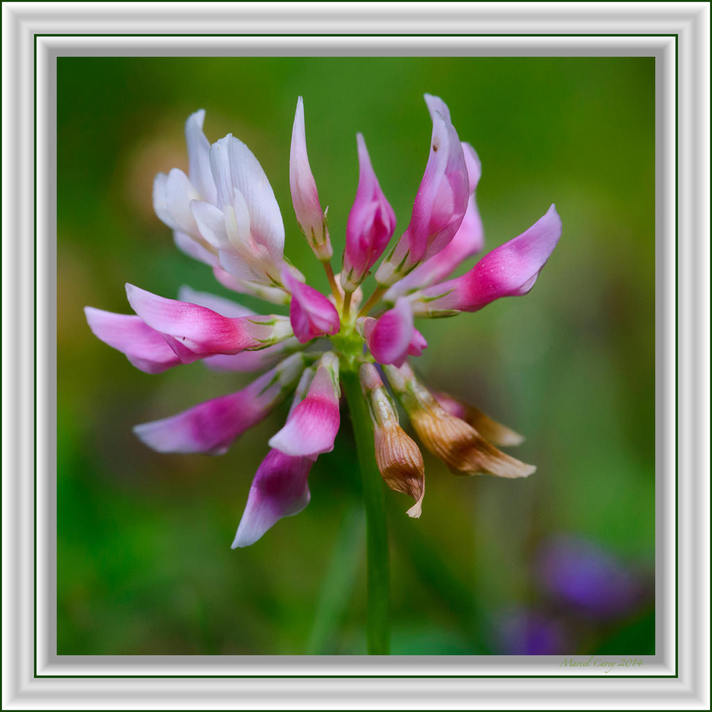 Clover.jpg