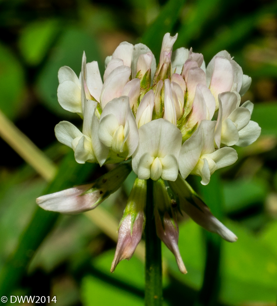 Clover2 (1 of 1).jpg