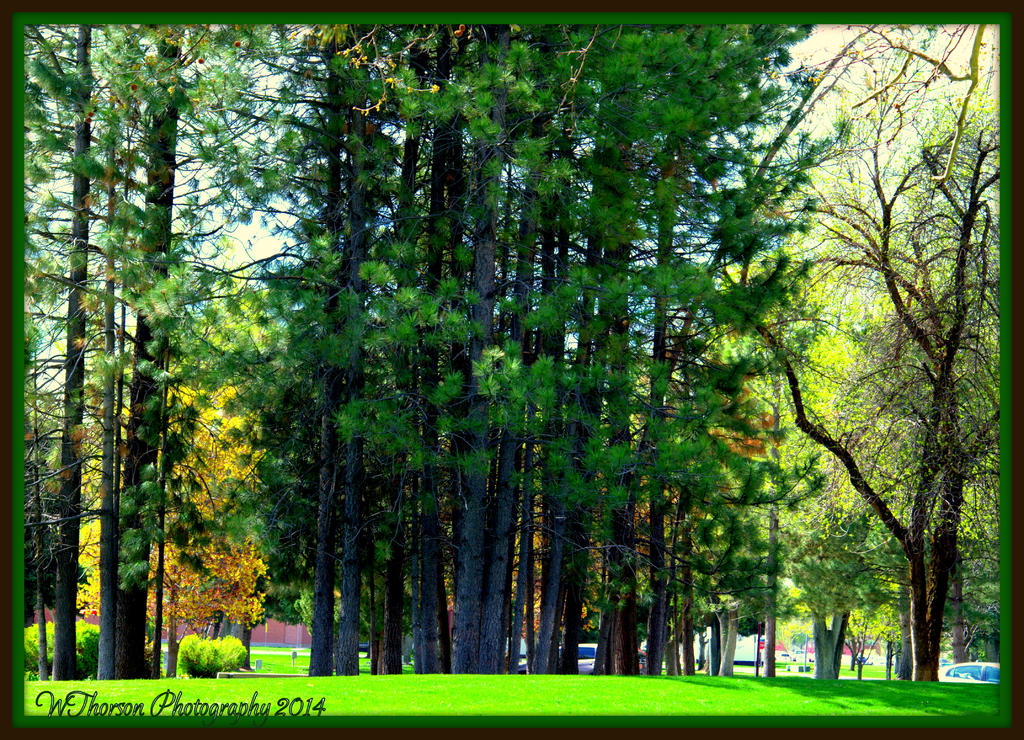 Clump of Pines.jpg