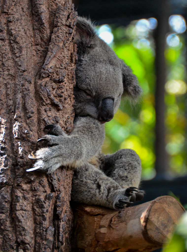 cm-zoo-80.jpg