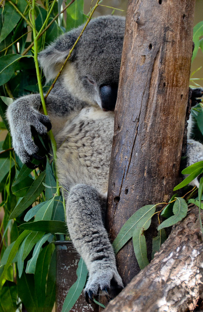 cm-zoo-81.jpg