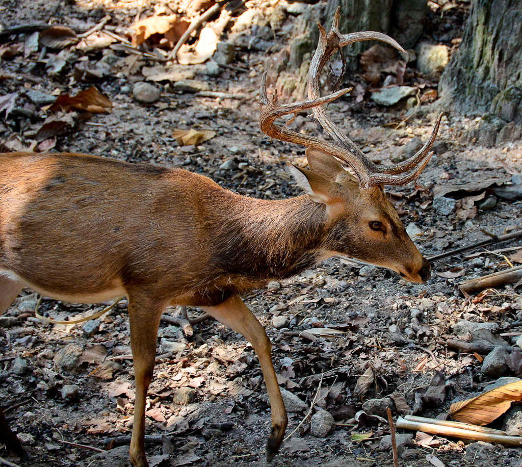 cm-zoo-89.jpg