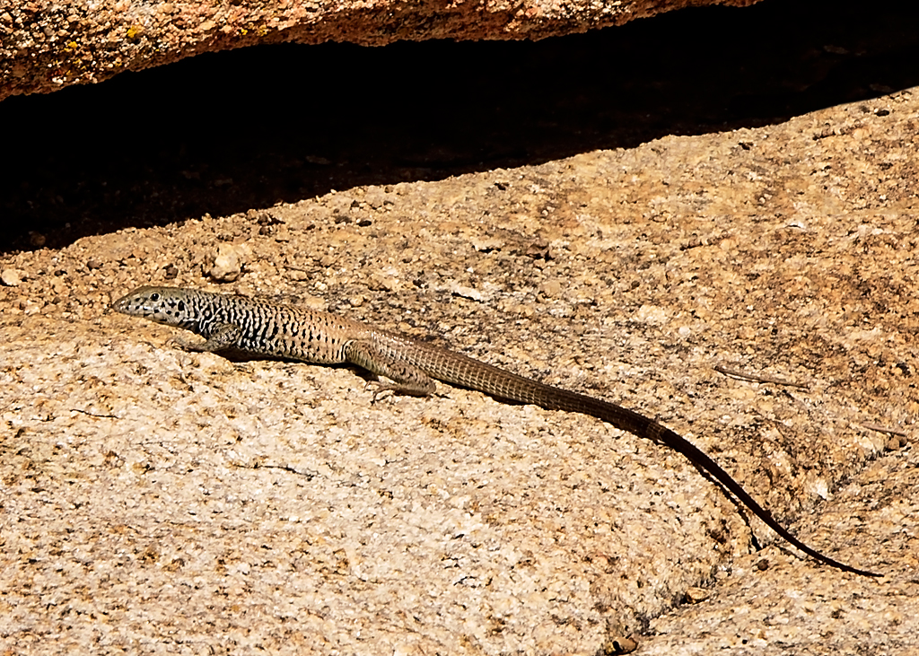 Coastal Whiptail Lizard.jpg