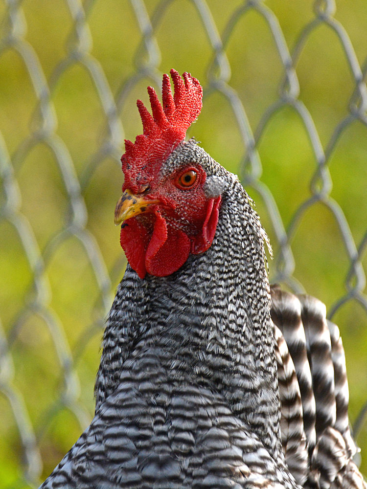 Cock.jpg
