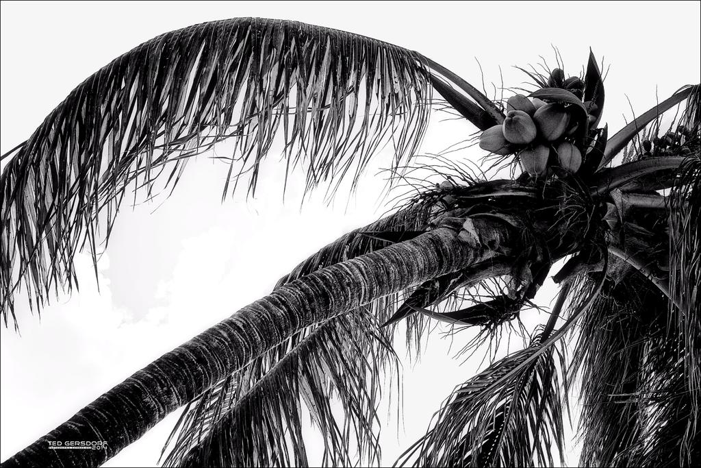 Coconut Palm.jpg