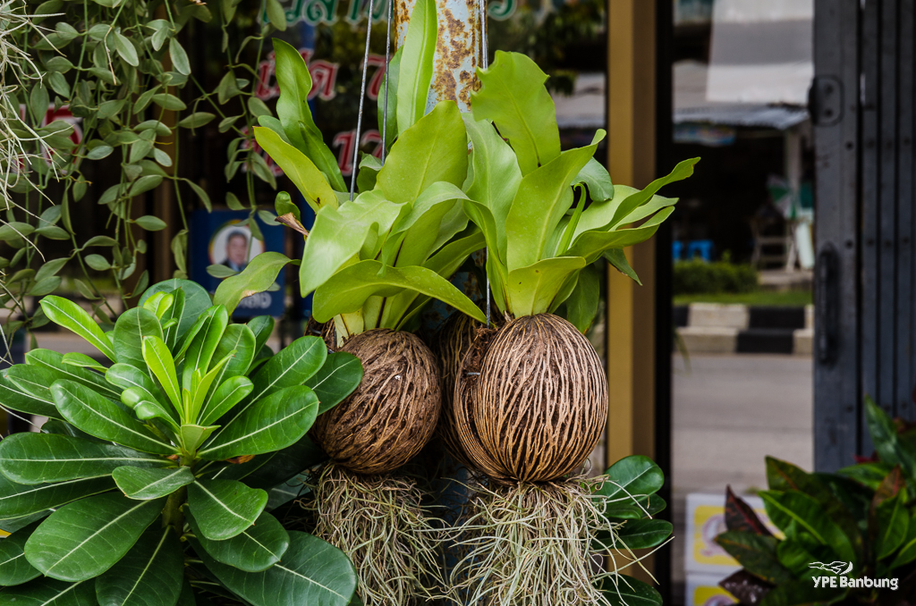 coconuts-1.jpg