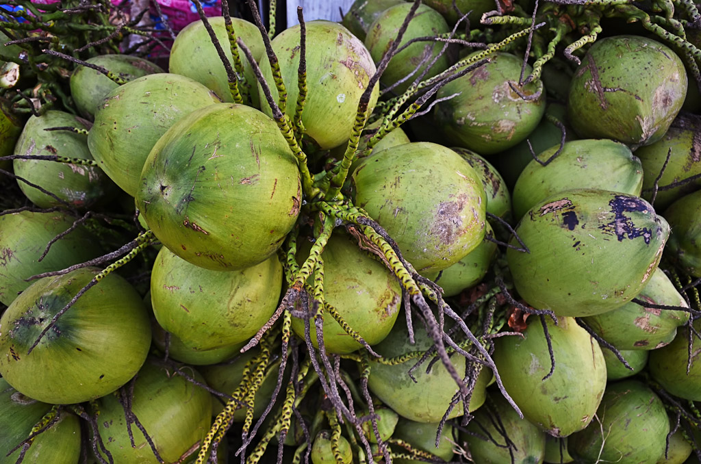 coconuts-1.jpg