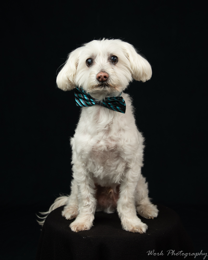 Cody-8378.jpg