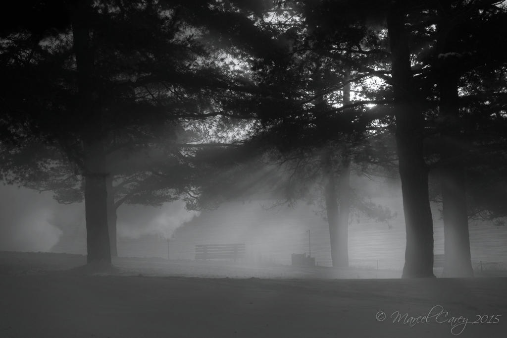cold B&W.jpg