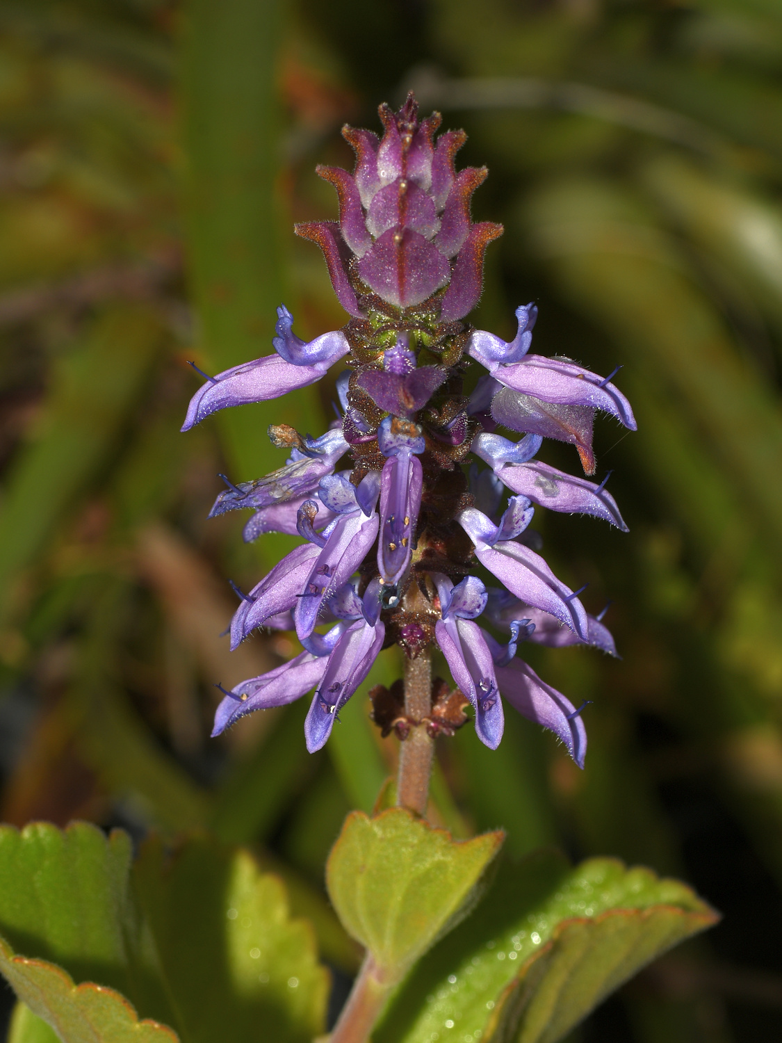 Coleus.jpg