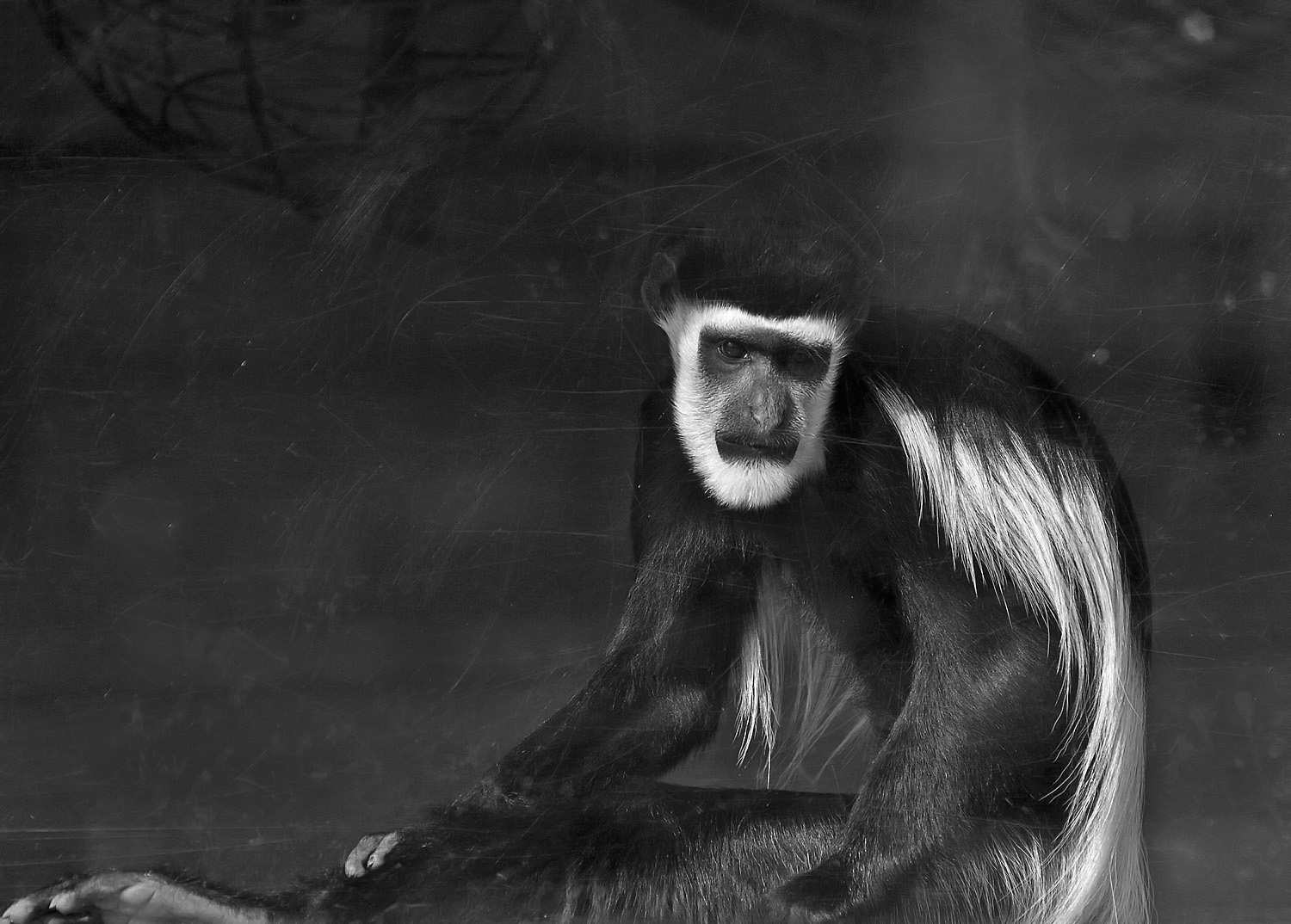 Colobus Monkey 1.jpg