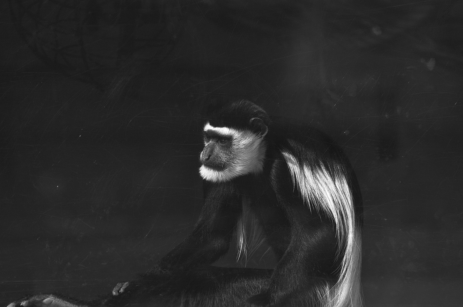 Colobus Monkey 2.jpg