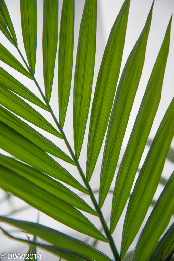 Color Fern (1 of 1).jpg