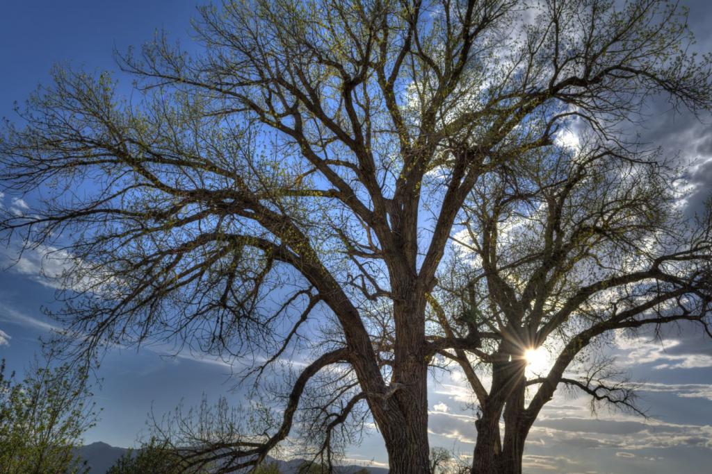 Colorado Tree-3_1024px.jpg