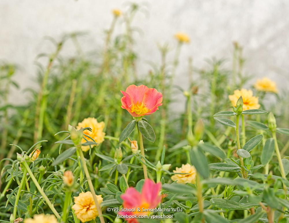 colorful-1.jpg