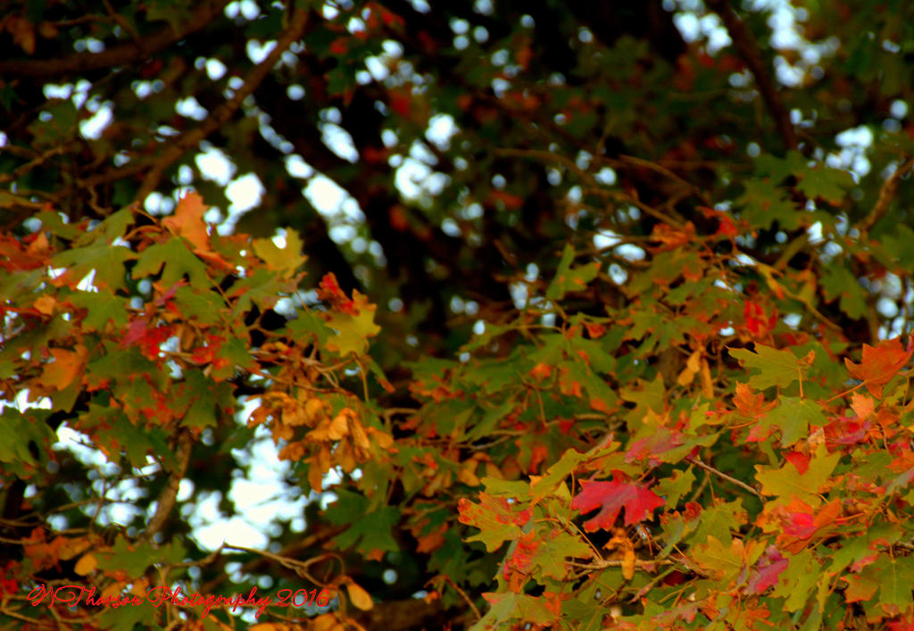 Colorful Farmington Canyon Tree  10-6-2016.jpg