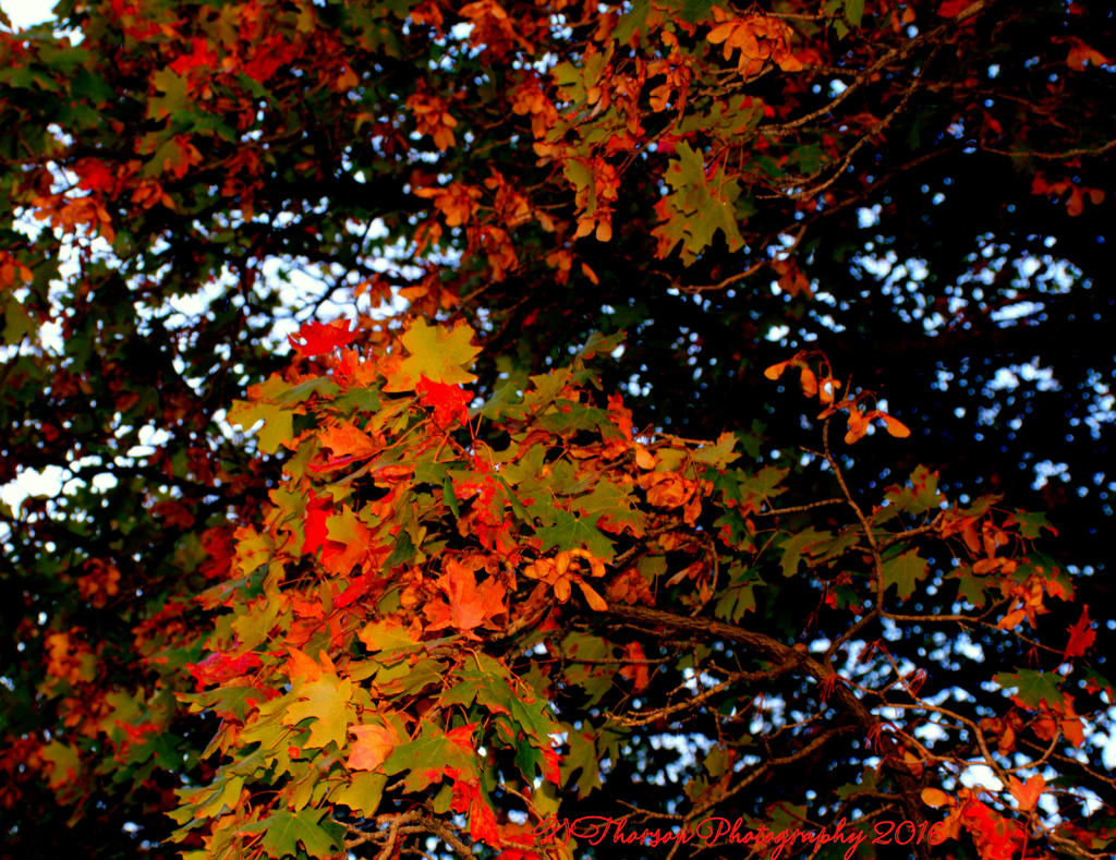 Colorful Farmington Canyon Tree #2  10-6-2016.jpg