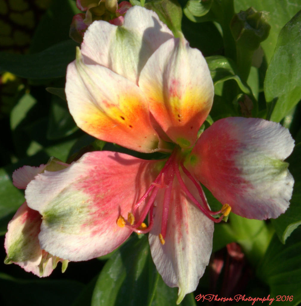 Colorful Flowers  7-7-2016.jpg