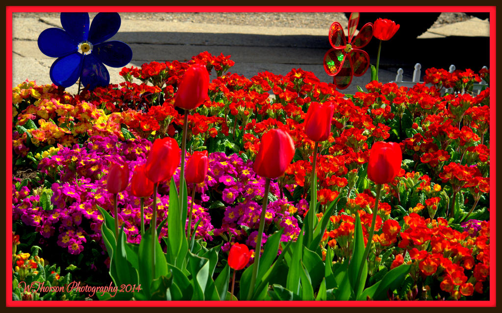 Colorful Garden.jpg