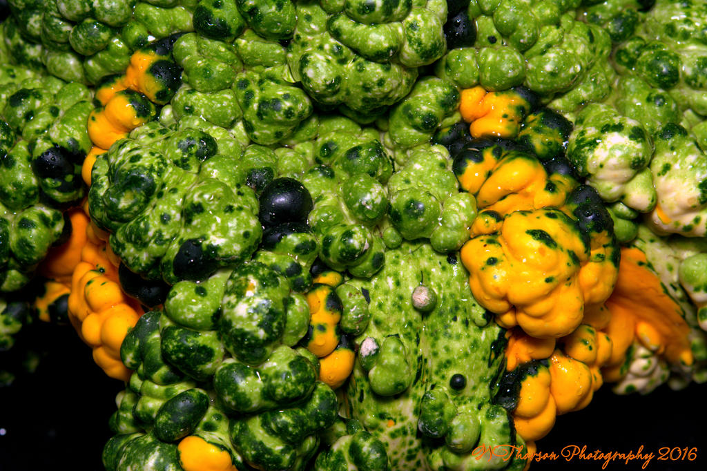 Colorful Gourd 9-27-2016.jpg