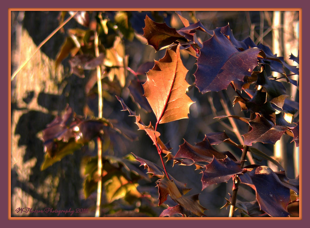 Colorful Leaves in Layton 2-25-2016.jpg